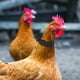 thumbnail image 4 of Paquete de 4 collares de gallo, collar de pollo, antigancho, banda para el cuello sin ruido, cinturón para gallos, evita que los pollos griten y molesten a los vecinos brillar Electrónica, 4 of 6