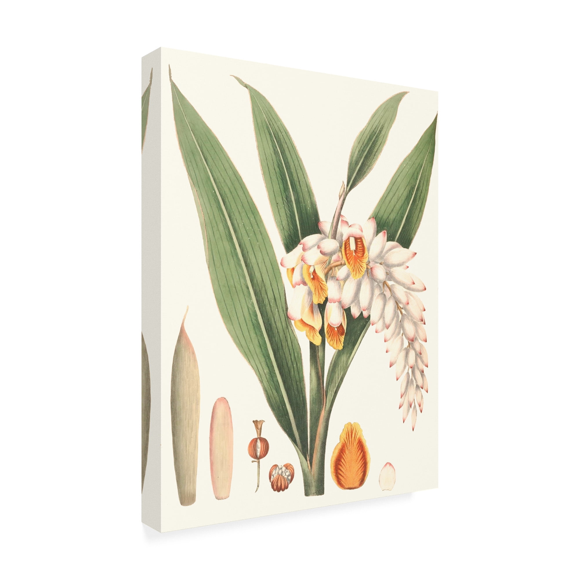 Trademark Fine Art 'Soft Tropical I' Canvas Art by George Smith