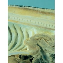 Damien Hirst: Requiem I, (Paperback)