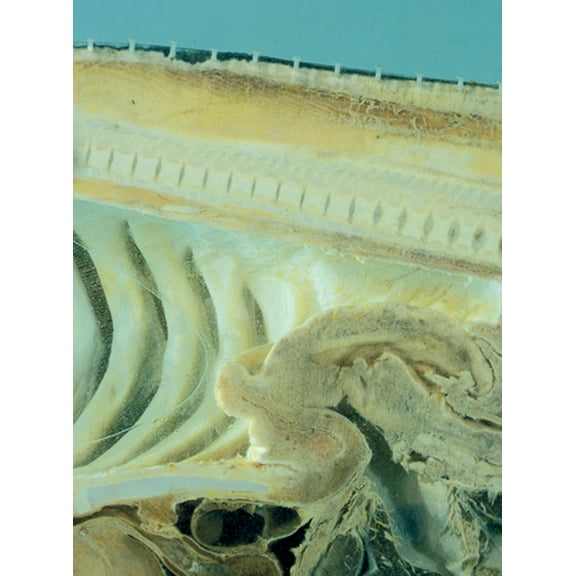 Damien Hirst: Requiem I, (Paperback)