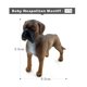 thumbnail image 1 of Komodo Dragon Wolf Dog Cat Sloth Rabbit Lizard Parrot Cormorant Fox Bat animal model action figure Educational toys for children Gao Jinjia LED, 1 of 2