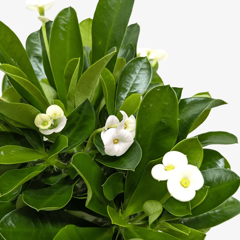 Hardy Crown of Thorn Live Plant, White Euphorbia Milii Tree, Indoor Outdoor Décor Succulent Cactus, 4 to 6 Inch Tall, Ship No Pot