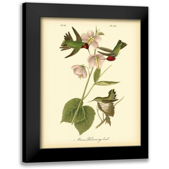 Audubon, John James 12x14 Black Modern Framed Museum Art Print Titled - Anna Hummingbird