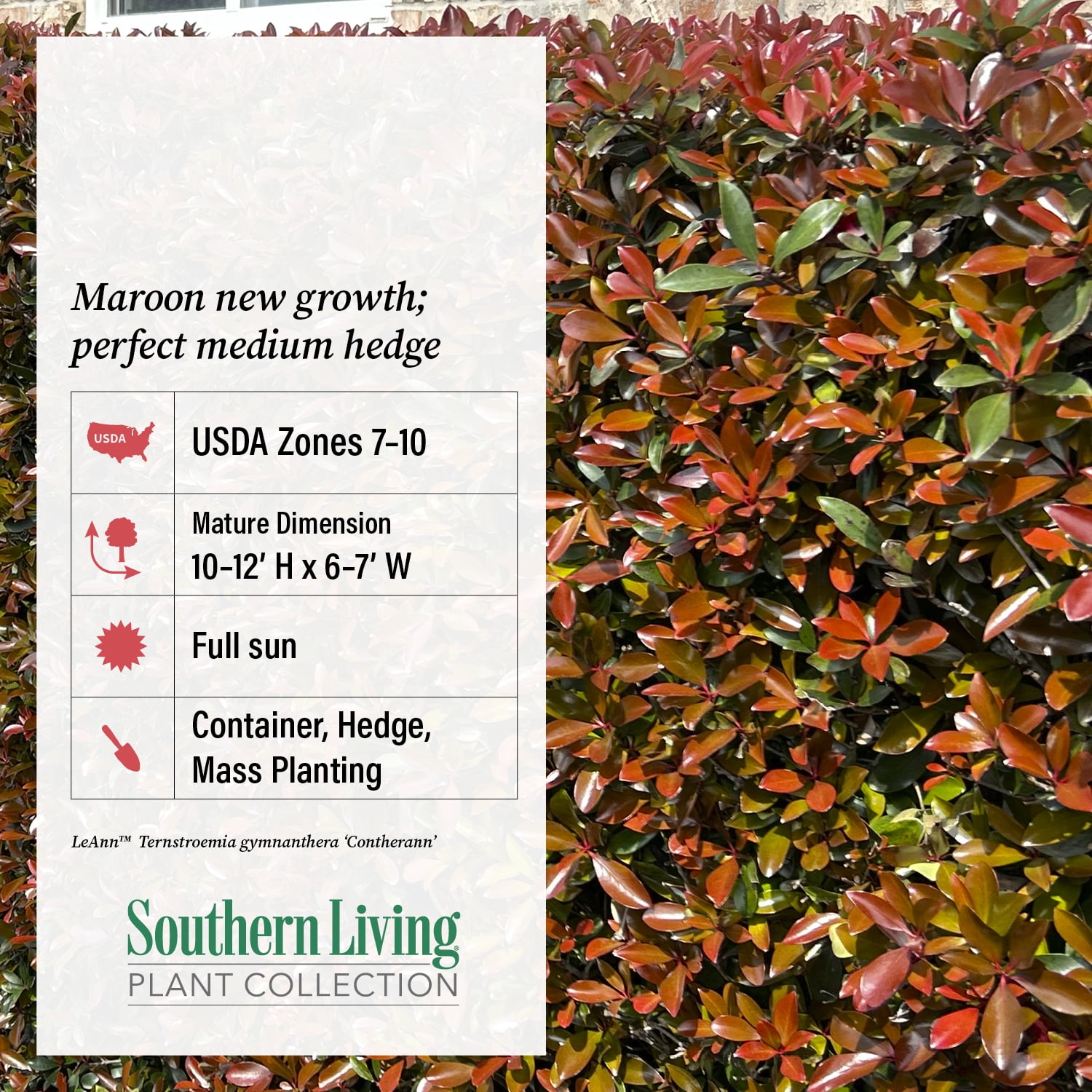 Southern Living LeAnn Cleyera Live Shrub in 3-Gallon Grower Pot