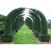 30 English Yew Tree Seeds - Taxus baccata - Evergreen Tree with Bright Red Fruits