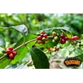 thumbnail image 5 of Alto Grande Medium-Dark Roast and Yaucono Medium Roast, Whole Bean Coffee, two bags of each, 2 Pound (Pack of 4), 5 of 5