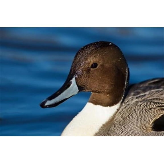 British Columbia Westham Island Pintail Duck Poster Print by Rick a Brown - 29 x 19 in.