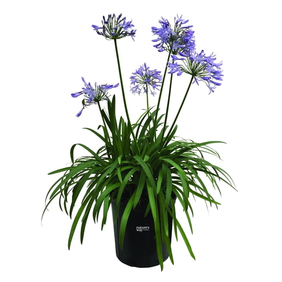 Nature's Way Farms Agapanthus Peter Pan Outdoor Live Plantin Grower Pot May Ship Without Flowers