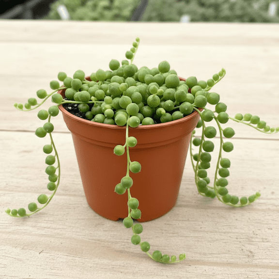String of Pearls Live Plant, String of Pearls Succulent Plant, 4-7 inches Tall, 4 inch Pot for Planting