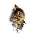 thumbnail image 1 of Etiqueta de la pared del gato 3D vívida súper linda, inodoro, armario, impermeable, extraíble, decoración de la habitación del niño, 1 of 8