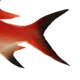 thumbnail image 5 of Pescado artificial realista Artificial Mar Pescado Modelo Ornamento Para La Decoración Del Acuario Kids Juguete Educativo - rojo rojo Magideal Pescado artificial realista, 5 of 7
