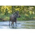 thumbnail image 2 of Illg, Cathy and Gordon 18x13 White Modern Wood Framed Museum Art Print Titled - CO, Rocky Mts Male moose crossing Colorado River, 2 of 4