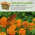 thumbnail image 6 of 5 packs Butterfly Milkweed Seed - Non-GMO Heirloom Full Sun Perennial Flower, 6 of 9