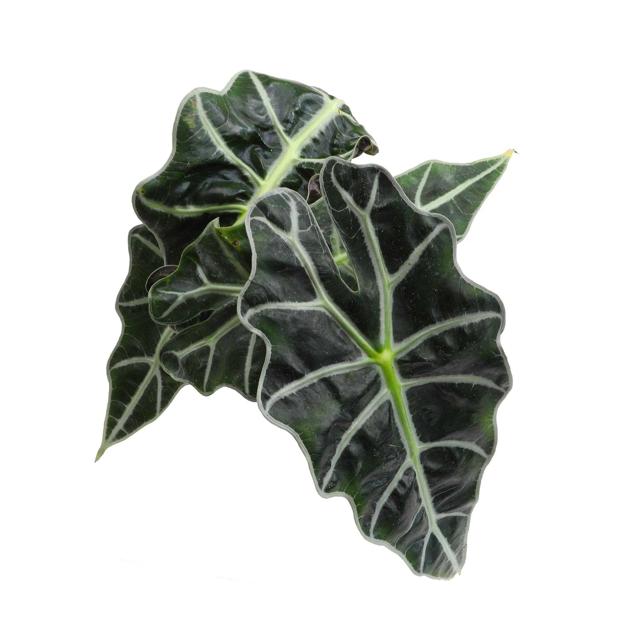 Element by Altman Plants 6in Alocasia Plant in H20 Self Watering Pot