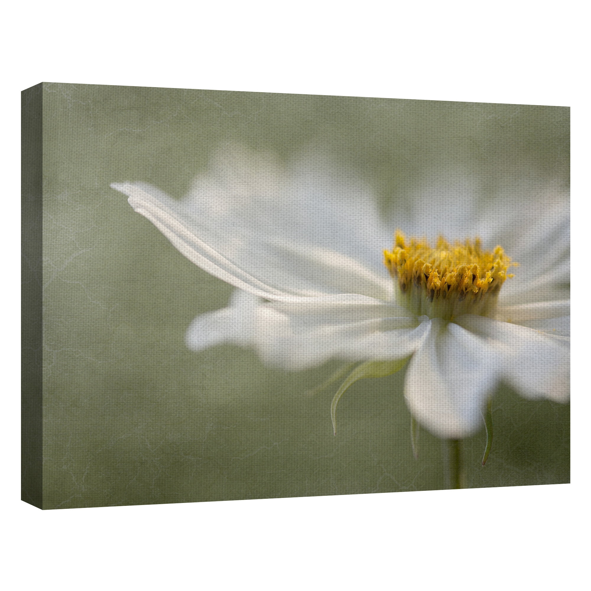 Masterpiece Art Gallery Whisper Of Daisies By Mandy Disher Canvas Art Print 30" x 40"