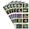 Wild Orchids 5 Books of 20 USPS First Class Forever Postage Stamps Birthday Anniversary Wedding Celebration (100 Stamps)