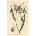 thumbnail image 2 of Globe Lily, Calochortus Albus Poster Print By ® Florilegius Mary Evans (18 X 24), 2 of 4
