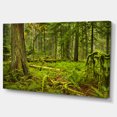 thumbnail image 2 of Lush Rainforest dans Cathédrale Grove - Impression sur Toile Paysage, 2 of 3