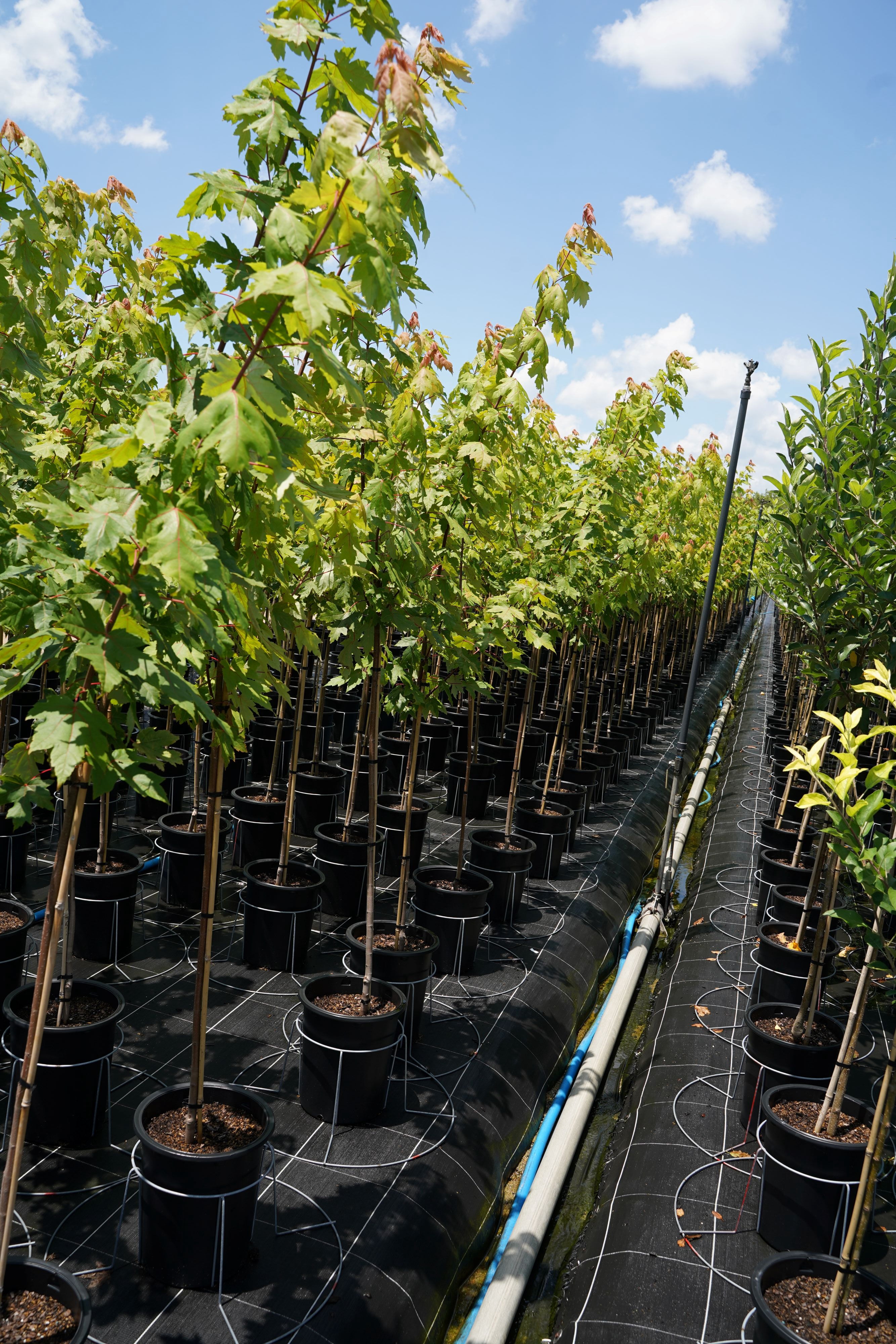 Expert Gardener 3.25 Gallon Maple Autumn Blaze Live Tree