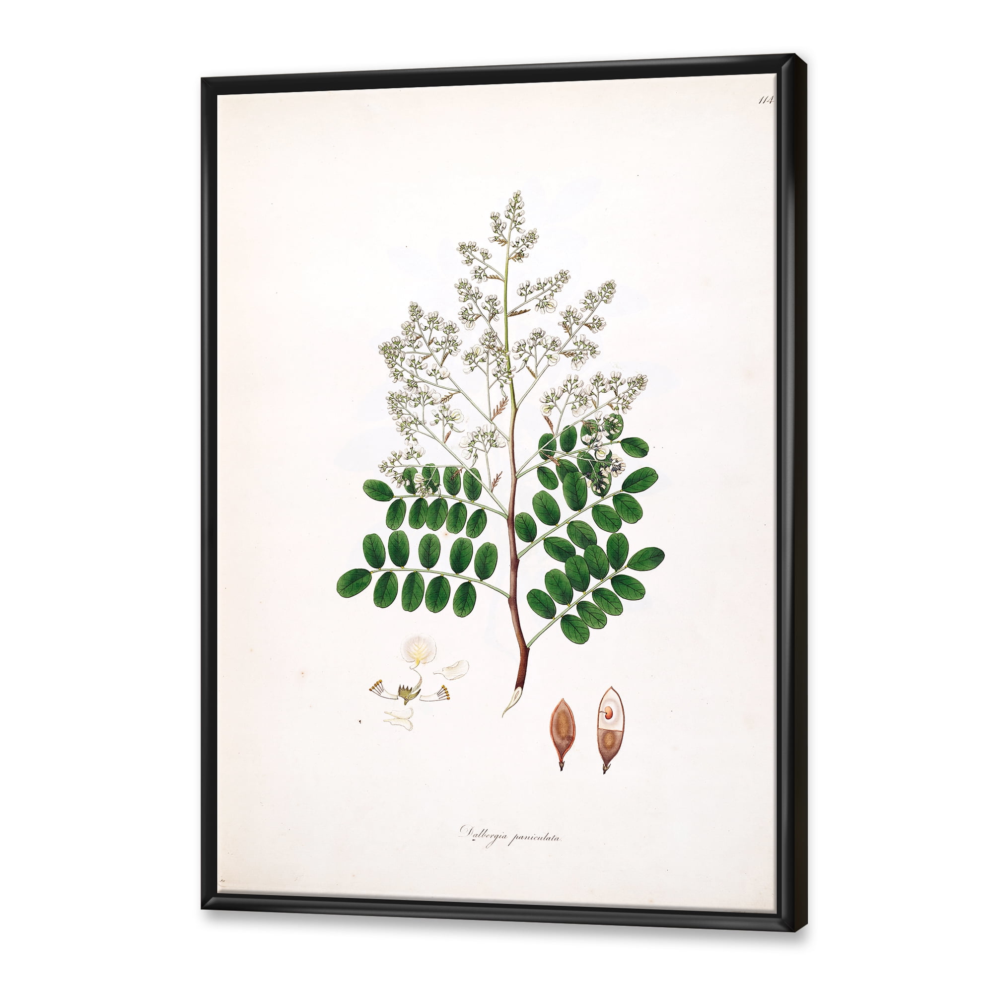 Designart 'Ancient Botanicals XII' Farmhouse Framed Canvas Wall Art Print