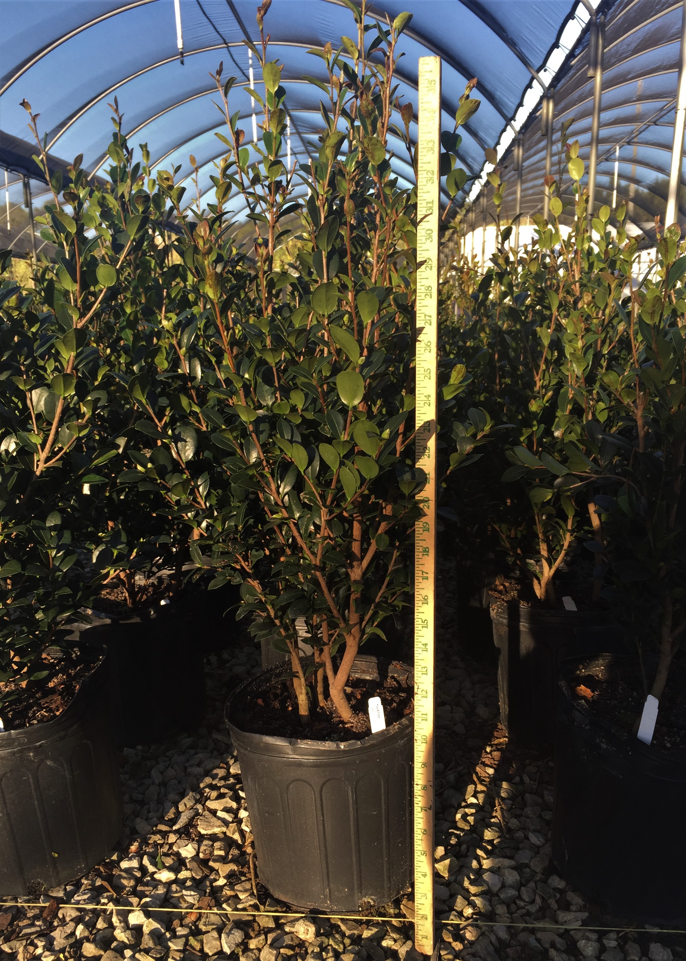 Expert Gardener Yuletide Camellia 2.5 Gallon Evergreen Shrub, Red Flowers, Part Sun