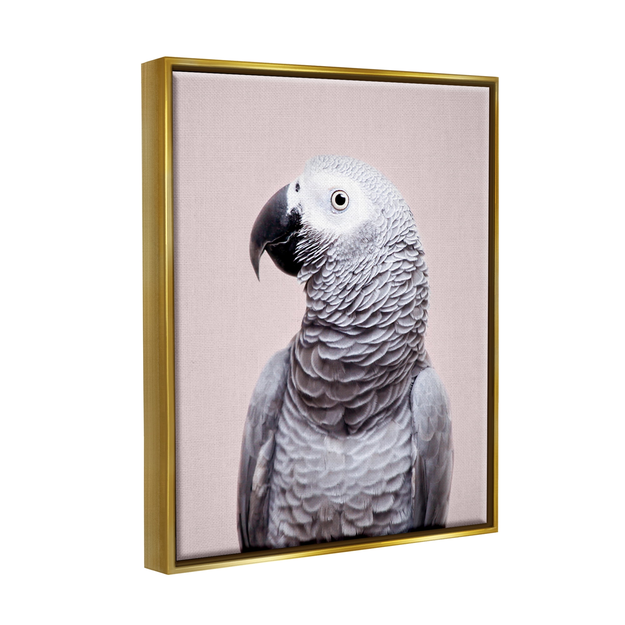 Stupell Industries African Grey Parrot Portrait Animals & Insects Photography Gold Floater Framed Art Print Wall Art, 25 x 31