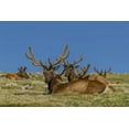 thumbnail image 2 of Illg, Cathy and Gordon 14x11 Black Ornate Wood Framed with Double Matting Museum Art Print Titled - Colorado, Rocky Mountain NP Bull elks resting, 2 of 4