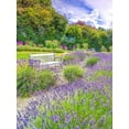 thumbnail image 2 of Frank, Assaf 14x18 Gold Ornate Wood Framed with Double Matting Museum Art Print Titled - Lavender field, 2 of 4