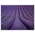 thumbnail image 2 of Blooming Lavender Flower Texture - Landscape Canvas Art Print, 2 of 3