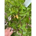 thumbnail image 2 of 2 Winter Honeysuckle Vine Plants, Rooted Vines in 3.5 inch pots, 2 of 5