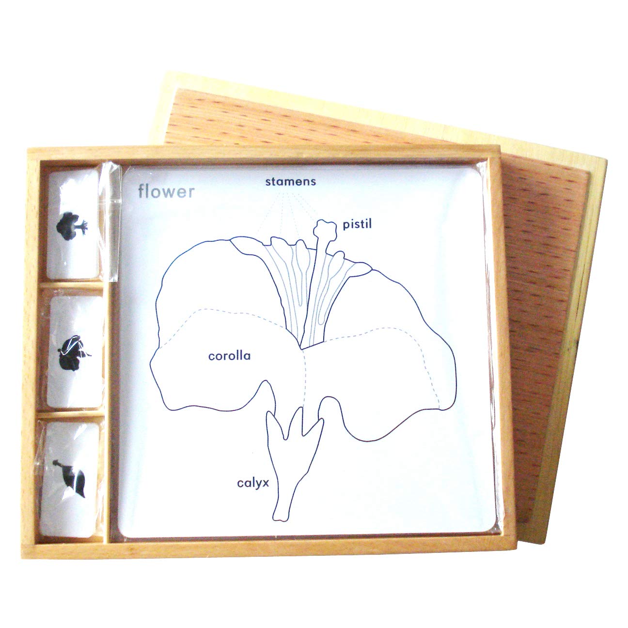 Botany Puzzle Activity Set, IFIT Montessori Botany Materials Walmart