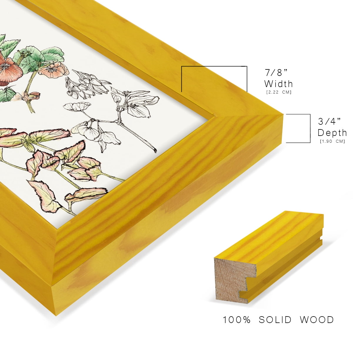 Begonia Study -Framed Print w/glass-Sunflower Yellow