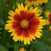 Expert Gardener 2.5 Qt Coreopsis