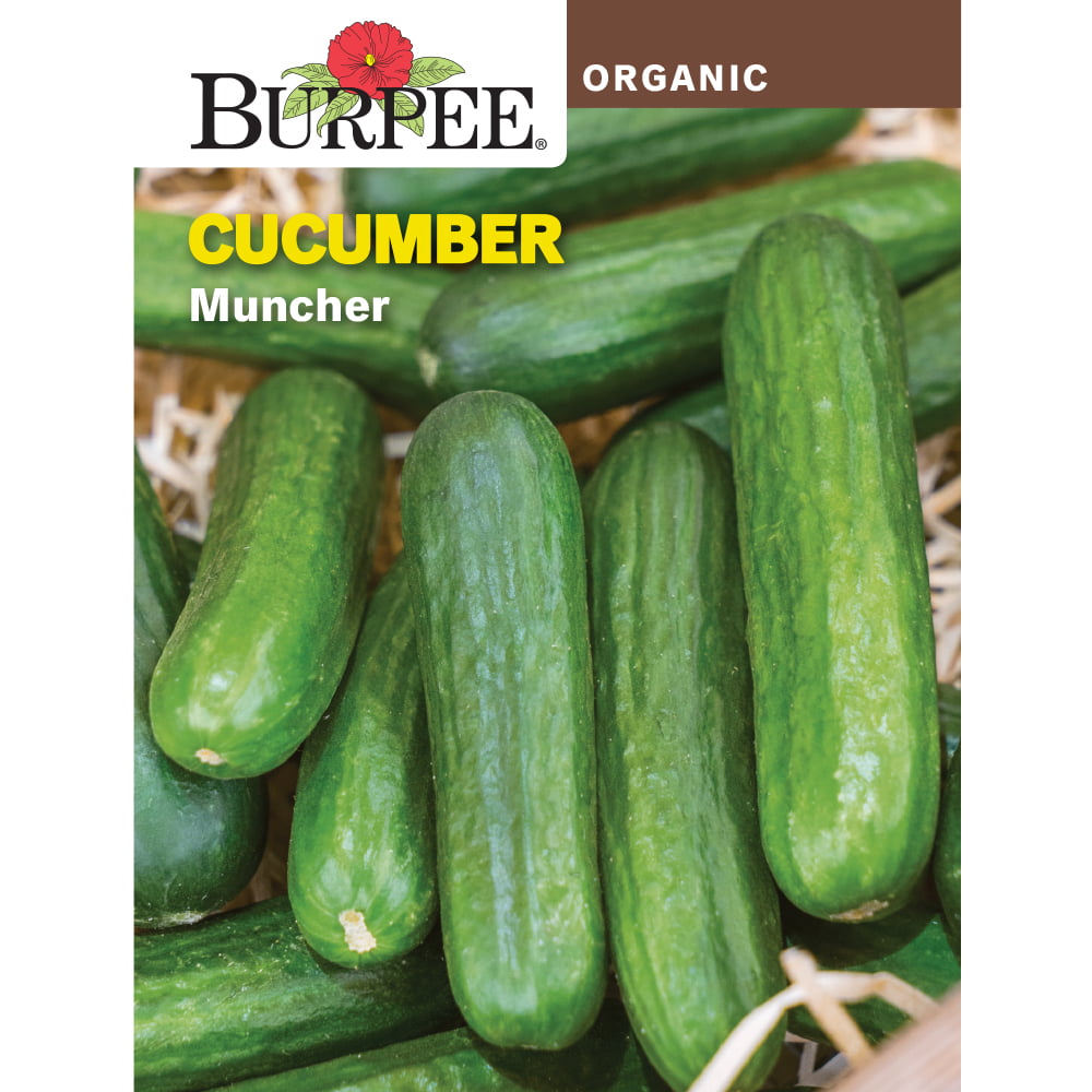 Cucumber Picklebush Organic Vegetable Seeds Burpee 725mg 11/22 