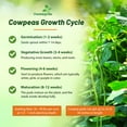 thumbnail image 4 of Cowpeas For Cover Crops, Forage, & Silage - 50 LBS, 4 of 5