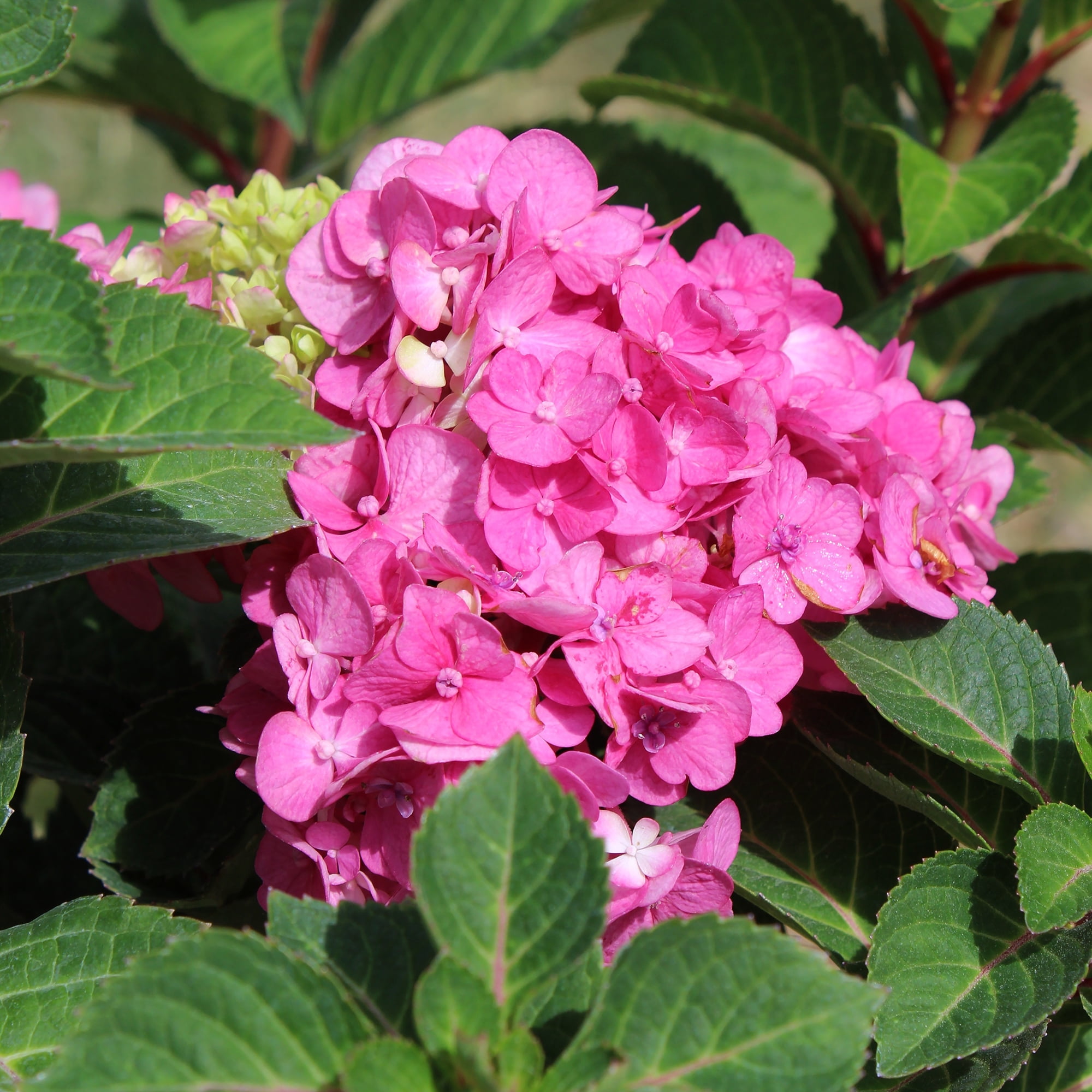 Endless Summer Pink Hydrangea Live Plant Shrub in 2 Gal. Grower Pot
