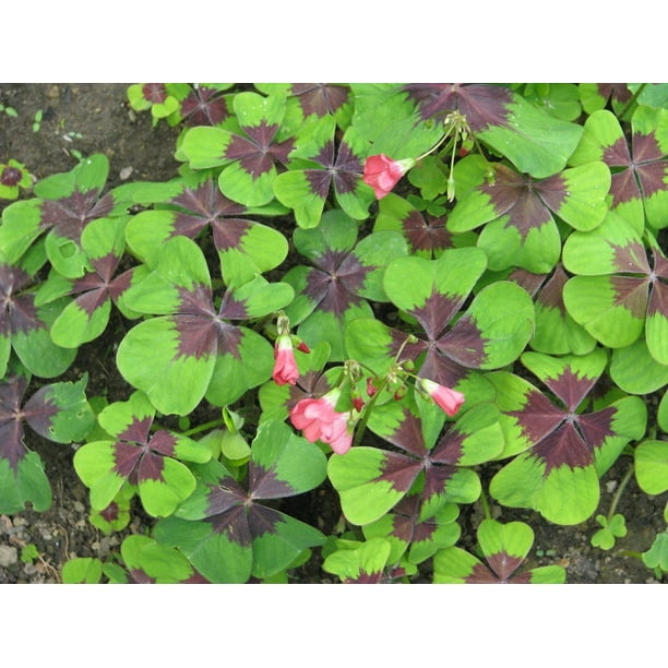 3 Iron Cross Shamrock Plants Easy Houseplant Oxalis Deppei 3.5 inch potsThe Good Luck