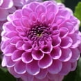 thumbnail image 4 of Lilac Time Dahlia Flowers - 7 Bulbs - Pretty Purple Petals Attracts Butterflies, Bees & Hummingbirds-Spring Garden Perennial Plants, 4 of 5