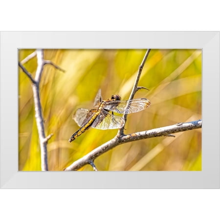 Jaynes Gallery 14x11 White Modern Wood Framed Museum Art Print Titled - USA-Colorado-Boulder Dragonfly on stem