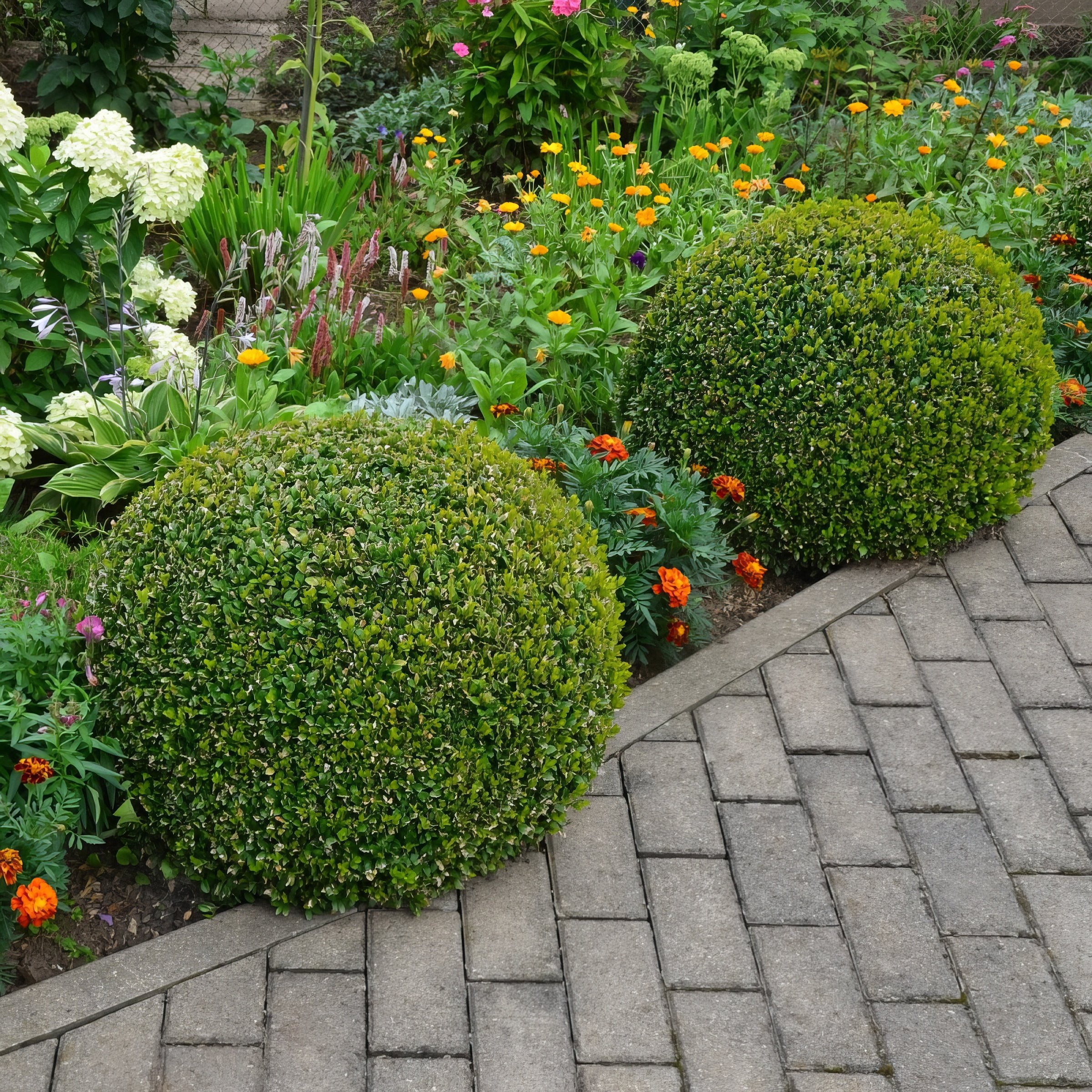 National Plant Network 4 in. Wintergreen Boxwood (16-Pack)