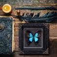 thumbnail image 4 of Framed Butterfly Handmade Black Wooden Frame Shadow Box Dried Saturniidae Insect Lover Taxidermy, 4 of 8