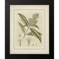 thumbnail image 2 of Curtis 12x14 Black Modern Framed Museum Art Print Titled - Small Tinted Botanical II, 2 of 5