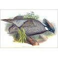 thumbnail image 1 of 24"x36" Gallery Poster, Pucrasia macrolopha (Koklass Pheasant) 1850-1883, 1 of 1