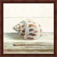 thumbnail image 1 of Great Art Now Driftwood Shell II by Danhui Nai, Framed Wall Art, 13.25W x 13.25H, 1 of 3