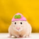 thumbnail image 3 of Mini gorro tejido a mano para animales pequeños. Adorable gorro de hámster tejido con correa ajustable. Ranas, conejitos, arcoíris y zanahorias. Mini gorros tejidos a mano. Mini gorro., 3 of 7
