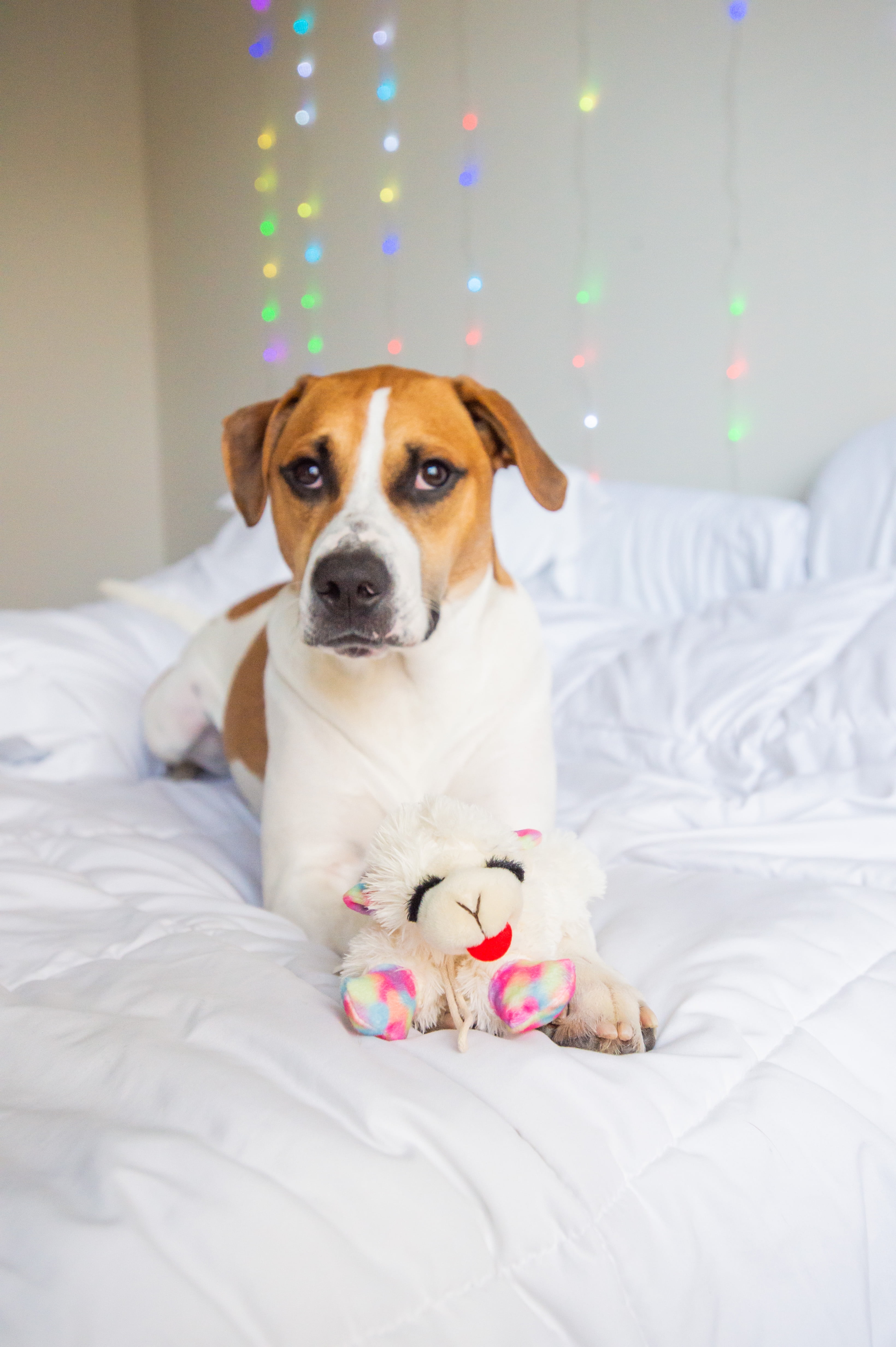 Plush Lamb Chop Dog Toy With Peppermint Candy - Medium - Holiday Themed:Pet Supplies