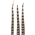 thumbnail image 6 of Zucker Feather Products Venery Pheasant Tails - Natural - 30-40" - 12 pcs - Natural, 6 of 8