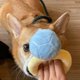 thumbnail image 4 of Squeak Plush Dog Toy, Interested Diamond Ring Case, Stuffed Pet Chew Soft Pet Supplies Dog Toy For Dog Wedding, 4 of 5