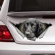 thumbnail image 1 of Car Sticker Black Cocker Spaniel 3d Dog Tear Metal Car Sticker Non-reflective, 1 of 1
