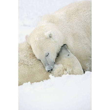 Two Polar Bears (Ursus Maritimus) Using Each Other For Pillows As They Sleep Blissfully Churchill Manitoba Canada Canvas Art - Richard Wear  Design Pics (24 x